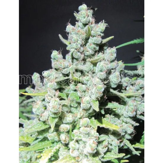 Medical Seeds Malakoff - feminised