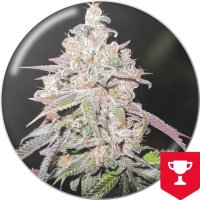 Medical Seeds Mendocino Chanel Kush - feminised