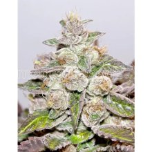 Medical Seeds Mendocino X Purple Kush - feminised