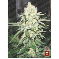 Medical Seeds No Name - feminised