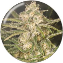 Medical Seeds No Name Auto - feminised