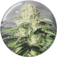 Medical Seeds OG Kush CBD - feminised