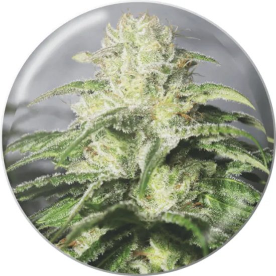 Medical Seeds OG Kush CBD - feminised