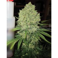 Medical Seeds Prozack - feminised