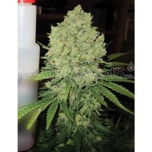 Medical Seeds Prozack - feminised