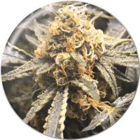 Medical Seeds Recovery CBD - feminised