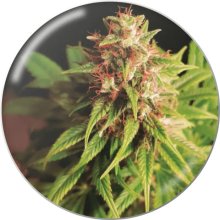 Medical Seeds Red Cross CBD - feminised