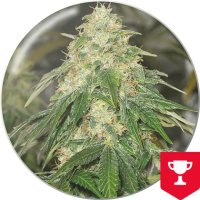 Medical Seeds Some Sweet - feminised