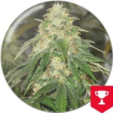 Medical Seeds Some Sweet - feminised