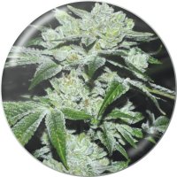 Medical Seeds Sour Glue - feminised