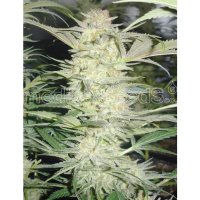 Medical Seeds White Widow - feminised