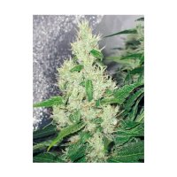 Medical Seeds Y Griega - feminised