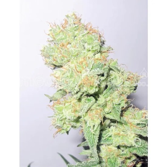 Medical Seeds Y Griega CBD - feminised