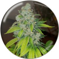 Medical Seeds Zkittlez - feminised