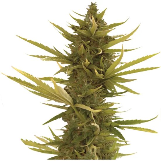 Mr. Hide Seeds Auto Black Banana - feminised