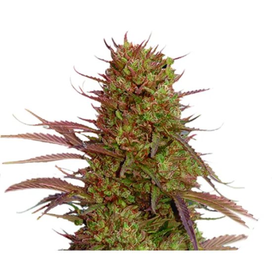 Mr. Hide Seeds Auto Cream Mass - feminised