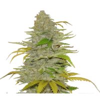 Mr. Hide Seeds Auto Diesel Mass - feminised