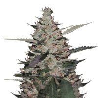 Mr. Hide Seeds Auto Gelato Ice USA - feminised