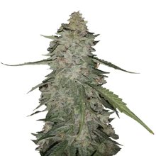 Mr. Hide Seeds Auto Gorilla Cream USA - feminised