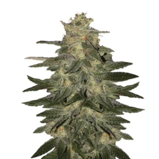 Mr. Hide Seeds Auto Mazar Blue - feminised