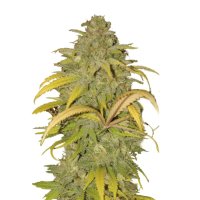 Mr. Hide Seeds Auto Northern Cream - feminised