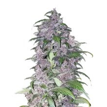 Mr. Hide Seeds Auto Tripin 25 USA - feminised