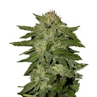 Mr. Hide Seeds Auto White Widow - feminised