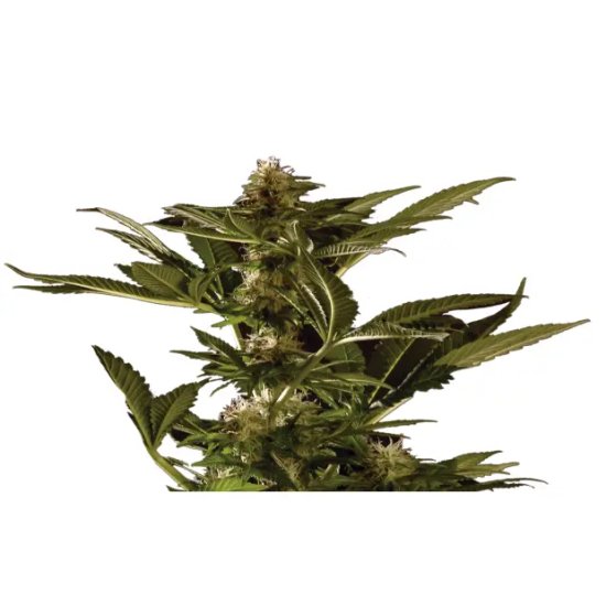 Mr. Hide Seeds Auto Winweed CBD - feminised