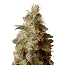 Mr. Hide Seeds Full Moon CBD - feminised