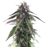 Mr. Hide Seeds Mr. Blueberry Bud - feminised