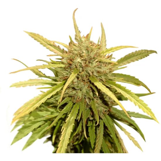 Mr. Hide Seeds Mr. Sugar Lemon Haze - feminised