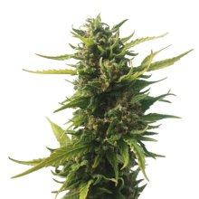 Mr. Hide Seeds Without Thc CBD - feminised