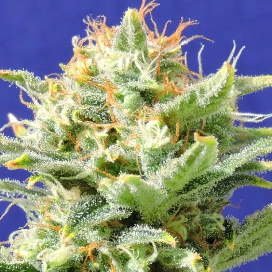 Original Sensible Auto Super Skunk - feminised