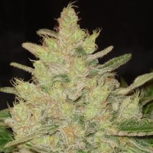 Original Sensible Blueberry Ghost OG - feminised