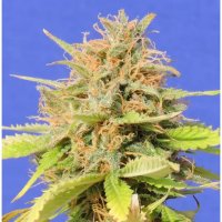 Original Sensible Girl Scout Cookies Auto - feminised