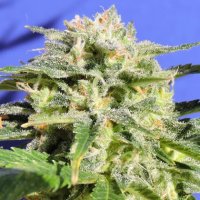 Original Sensible Lemonberry Haze Auto - feminised