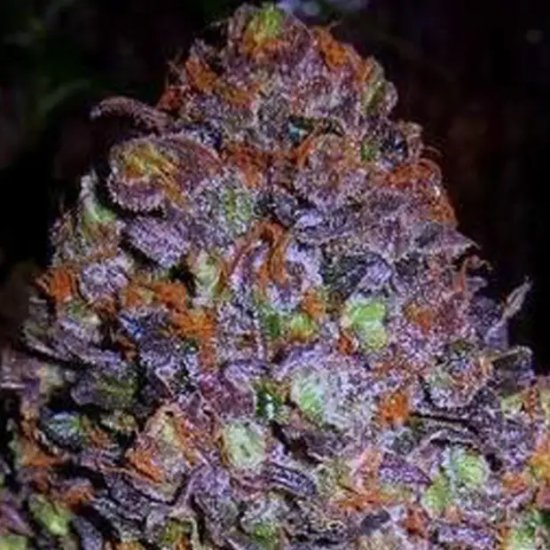 Original Sensible Purple Haze Auto - feminised