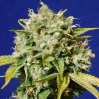 Original Sensible Sweet Peach Auto CBD - feminised