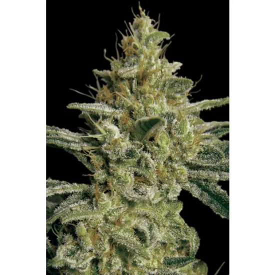 Paradise Seeds Allkush - feminised