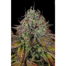 Paradise Seeds Apricot Candy - feminised