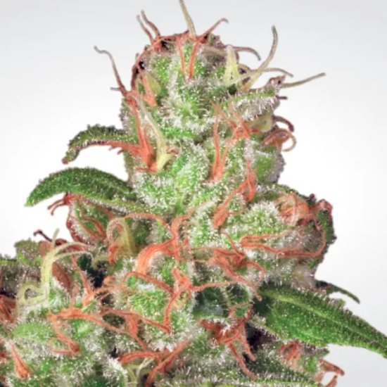 Paradise Seeds Auto Acid - feminised