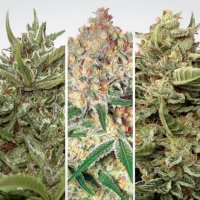 Paradise Seeds Auto Collection Pack #1 - feminised