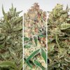 Paradise Seeds Auto Collection Pack #2 - feminised