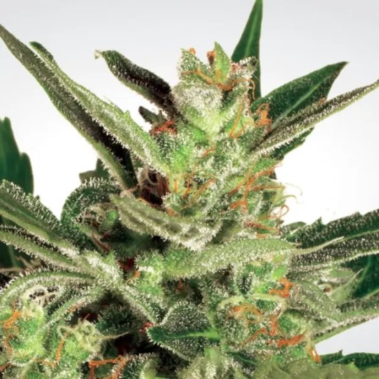 Paradise Seeds Automaria II - feminised