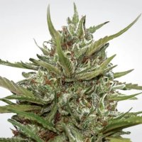 Paradise Seeds Auto White Berry - feminised