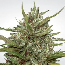 Paradise Seeds Auto White Berry - feminised