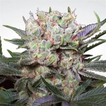 Paradise Seeds Californian Gold - feminised