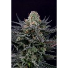 Paradise Seeds Caramba - feminised