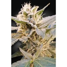 Paradise Seeds CBDelight - feminised