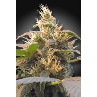 Paradise Seeds CBDenergy - feminised